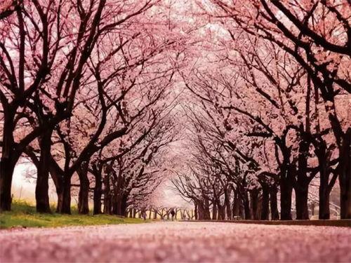 杭州樱花爆料事件视频最新,真相与争议交织 第3张 杭州樱花爆料事件视频最新,真相与争议交织 第3张